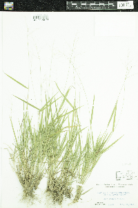 Dichanthelium linearifolium image