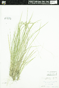 Dichanthelium linearifolium image
