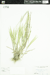 Dichanthelium linearifolium image