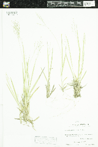 Dichanthelium linearifolium image