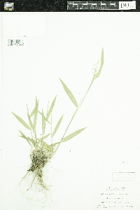 Dichanthelium oligosanthes image