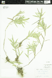 Dichanthelium oligosanthes image