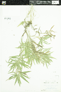 Dichanthelium oligosanthes image