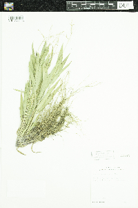 Dichanthelium oligosanthes image