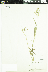 Dichanthelium oligosanthes image