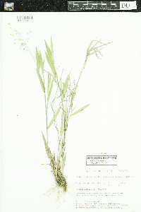 Dichanthelium oligosanthes image