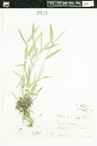 Dichanthelium oligosanthes image