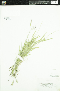 Dichanthelium acuminatum subsp. fasciculatum image