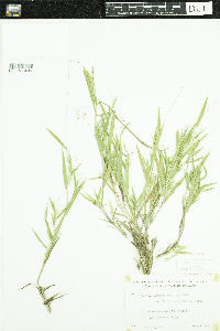 Dichanthelium acuminatum subsp. fasciculatum image