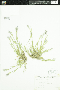 Dichanthelium acuminatum subsp. fasciculatum image