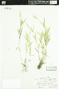 Dichanthelium acuminatum subsp. fasciculatum image