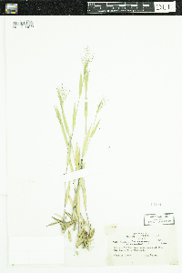Dichanthelium acuminatum subsp. fasciculatum image