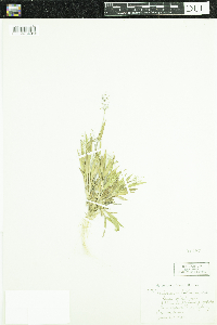 Dichanthelium acuminatum subsp. fasciculatum image