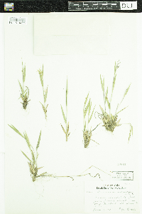 Dichanthelium acuminatum subsp. fasciculatum image