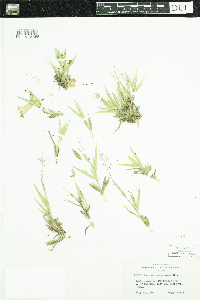 Dichanthelium acuminatum subsp. fasciculatum image