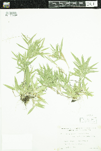 Dichanthelium acuminatum subsp. fasciculatum image