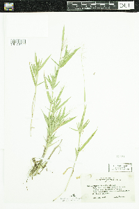 Dichanthelium acuminatum subsp. fasciculatum image