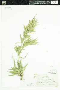 Dichanthelium acuminatum subsp. fasciculatum image