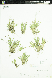 Dichanthelium acuminatum subsp. fasciculatum image