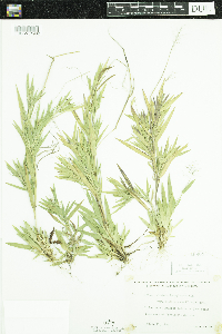 Dichanthelium acuminatum subsp. fasciculatum image