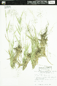 Dichanthelium acuminatum subsp. fasciculatum image