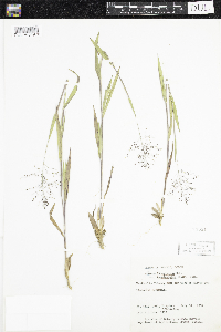 Dichanthelium acuminatum subsp. fasciculatum image