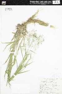 Dichanthelium acuminatum subsp. fasciculatum image