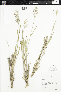 Dichanthelium acuminatum subsp. fasciculatum image