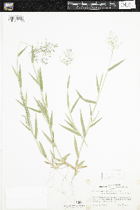 Dichanthelium acuminatum subsp. fasciculatum image