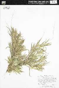 Dichanthelium acuminatum image