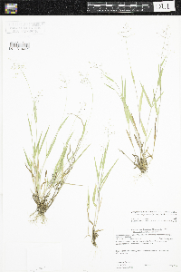 Dichanthelium acuminatum image