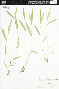 Dichanthelium acuminatum image