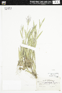 Dichanthelium acuminatum image