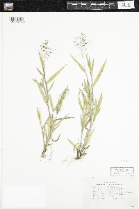 Dichanthelium acuminatum image