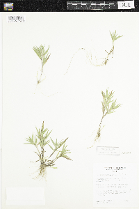 Dichanthelium acuminatum image