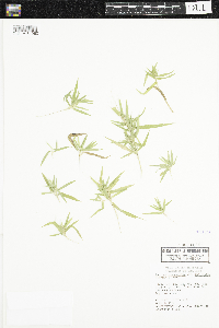 Dichanthelium acuminatum image