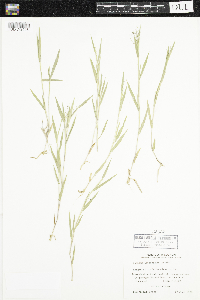 Dichanthelium acuminatum image