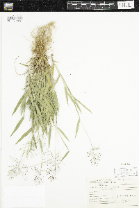 Dichanthelium acuminatum image