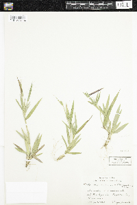Dichanthelium acuminatum image