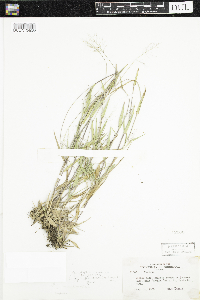 Dichanthelium acuminatum subsp. lindheimeri image