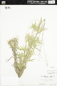 Dichanthelium acuminatum subsp. lindheimeri image