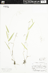 Dichanthelium boreale image