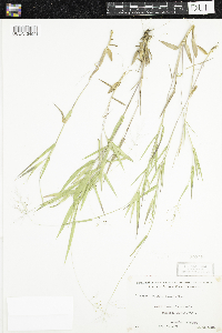 Media resource of Dichanthelium boreale