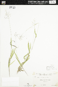 Dichanthelium boreale image