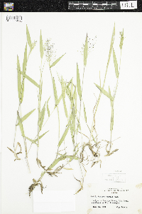 Dichanthelium boreale image