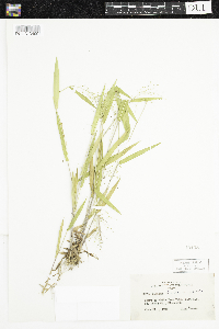 Dichanthelium boreale image