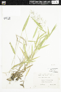 Dichanthelium boreale image