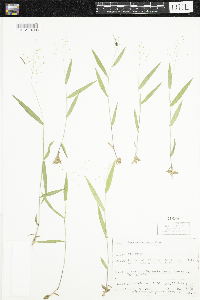 Dichanthelium boreale image