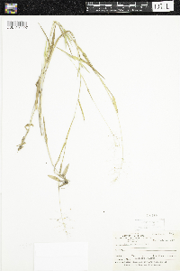 Dichanthelium boreale image