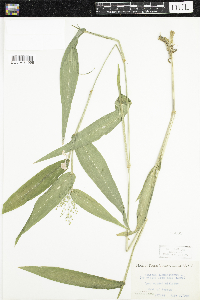 Dichanthelium clandestinum image